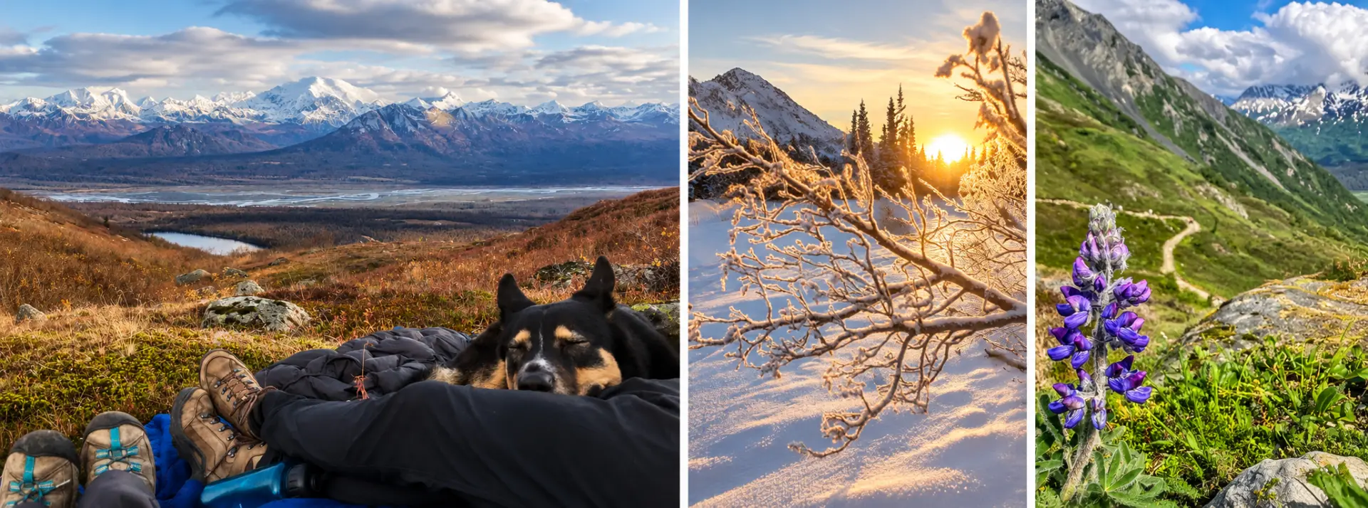A dog resting on a hiker's lap above the Alaska Range, frosted branches at sunrise, and purple lupine on an alpine trail.